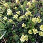 Saxifraga muscoides Fula