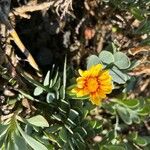 Hertia cheirifolia Flower