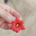 Brachychiton bidwillii 花
