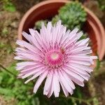 Crepis rubra Flor