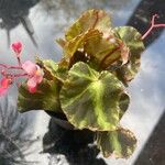 Begonia cleopatrae Leaf