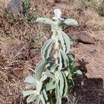 Leucas tomentosa Hábito