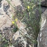 Kickxia scoparia Fula