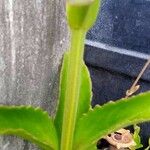 Kalanchoe lanceolata Blatt