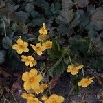 Waldsteinia ternata Yaprak