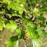 Crataegus monogyna Hoja