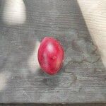 Cerbera manghas Frucht