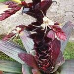 Vriesea imperialis Flower