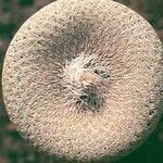 Epithelantha micromeris Φύλλο