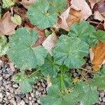 Malva pusilla Blad