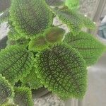 Pilea mollis Frunză