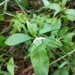 Lysimachia europaea 花