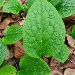 Symphytum tuberosum Blad