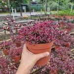 Alternanthera bettzickiana 葉