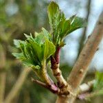 Sambucus nigraFuelha