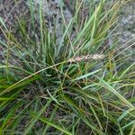 Sesleria caerulea Habitat