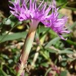 Dianthus gallicus Autre