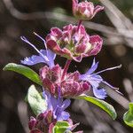 Salvia dorrii Cvet