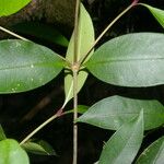 Ixora nicaraguensis Levél