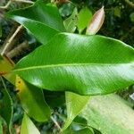 Syzygium aromaticum Folha