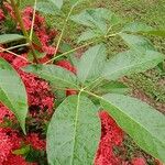 Tabebuia rosea Leht