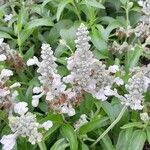 Salvia farinacea Облик