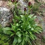 Gentiana purpurea Агульны выгляд