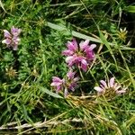 Coronilla viminalis പുഷ്പം