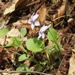 Viola rostrata Habitatea