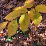 Fagus grandifolia Yaprak