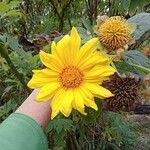 Tithonia diversifoliaKvet