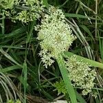 Agrostis stolonifera Blomma