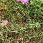 Knautia arvensis Blatt