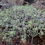 Euphorbia balsamifera Habit