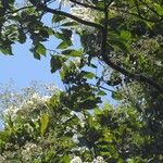 Cordia alliodora Flor