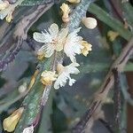 Rhipsalis elliptica പുഷ്പം