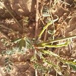 Hippocrepis scorpioides Meyve