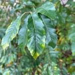 Quercus acutissima Leht