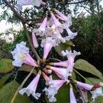 Tabebuia roseoalba Blomma