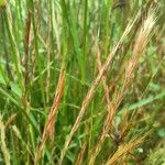 Festuca ambigua Fruit