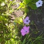 Eudianthe coeli-rosa Flower