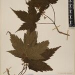 Acer caudatum Ostatní