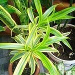 Dracaena reflexaपत्ता