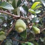 Ficus pumila 果実