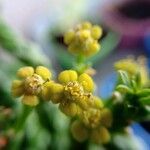 Euphorbia flanaganii Kwiat
