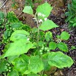 Solanum melongena Liść