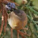 Juniperus turbinata Ffrwyth