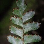 Adiantum vogelii Blatt