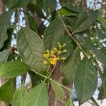 Bunchosia nitida Flower