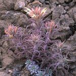 Castilleja sessiliflora आदत